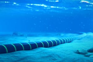 Damaged subsea cables cause internet outages across Africa
