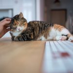 Cat keyboard rspca